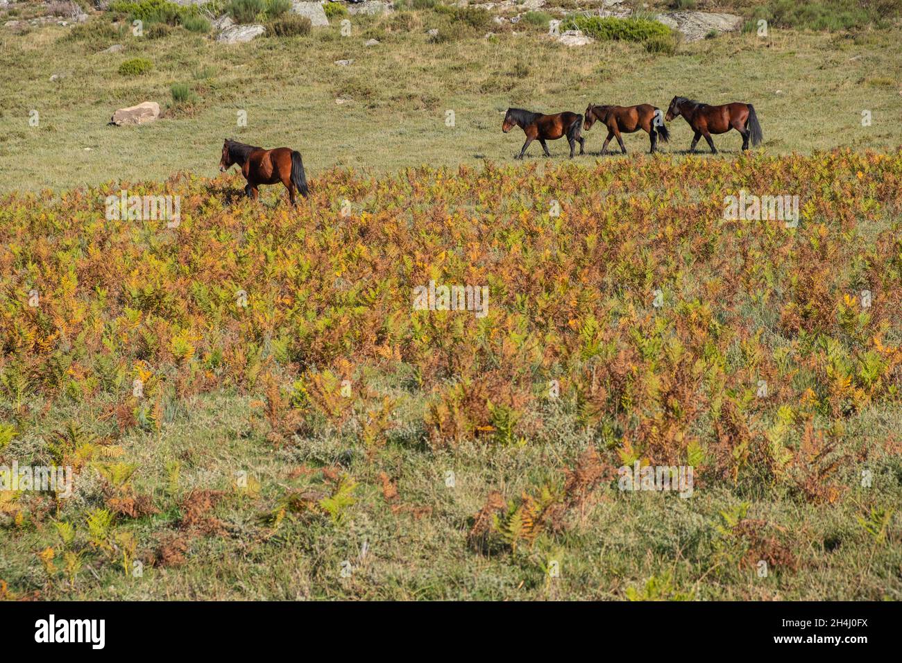 Zwei Wildpferde im Nationalpark Peneda-Geres, dem einzigen Nationalpark in Portugal. Stockfoto