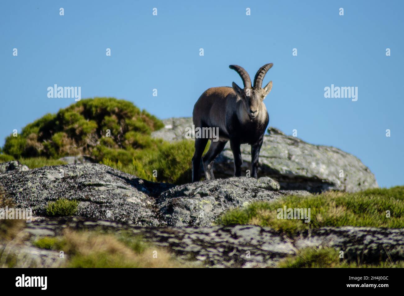 Wilde Bergziege, die noch auf einem Felsen steht. Capra pyrenaica lusitanica. Portugal. Stockfoto