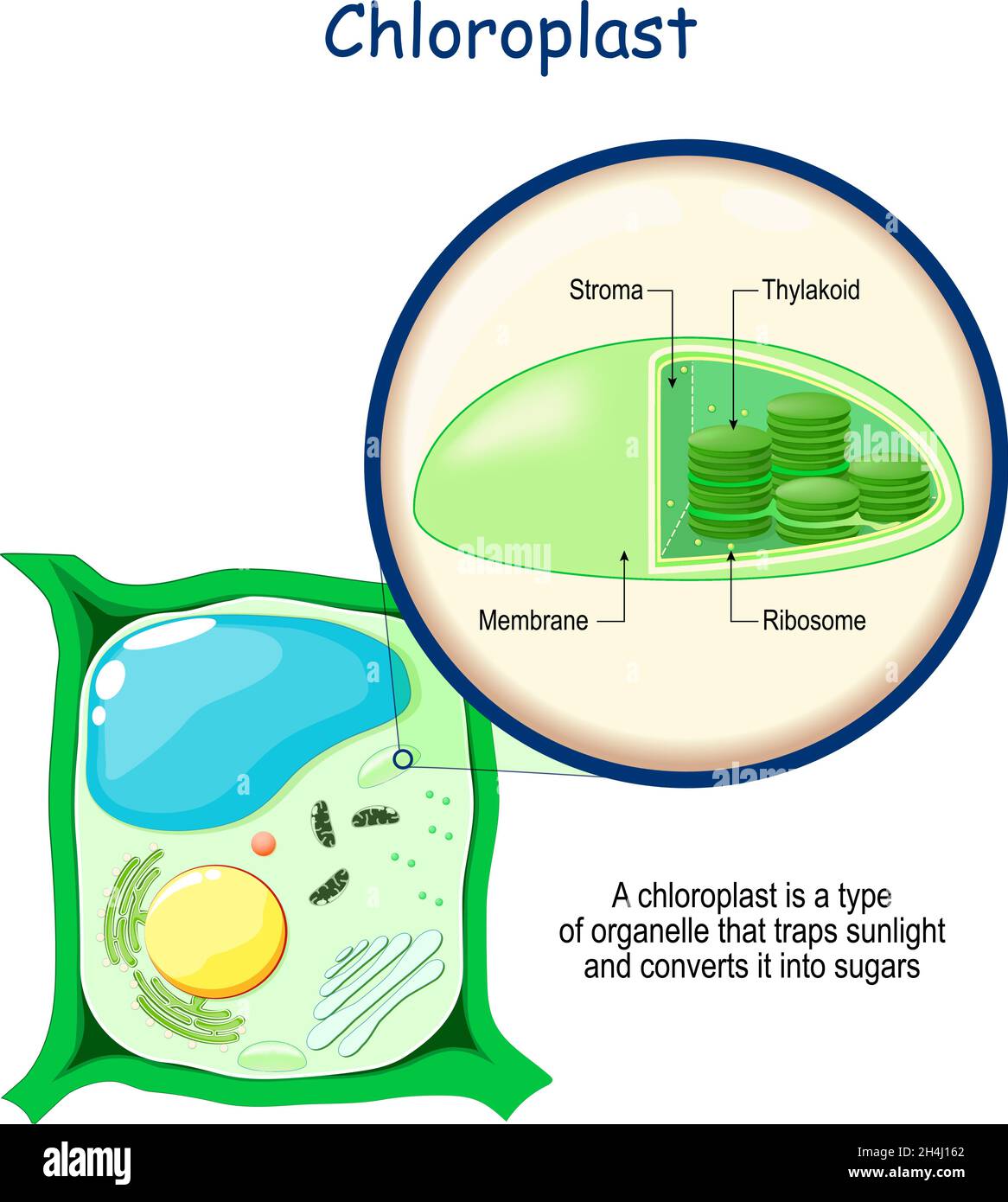 Сhloroplast Anatomie. Struktur einer Pflanzzelle. Querschnitt von Organellen, die die Photosynthese in einem Blatt durchführen. Nahaufnahme von Chloroplast. Vektor Stock Vektor