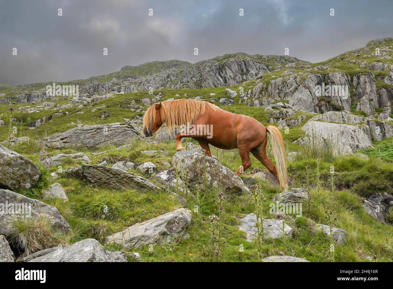 Isoliertes, wildes Carneddau-Pony, das frei über felsiges, walisisches Berggelände im Snowdonia National Park, Nordwales, wandert. Stockfoto