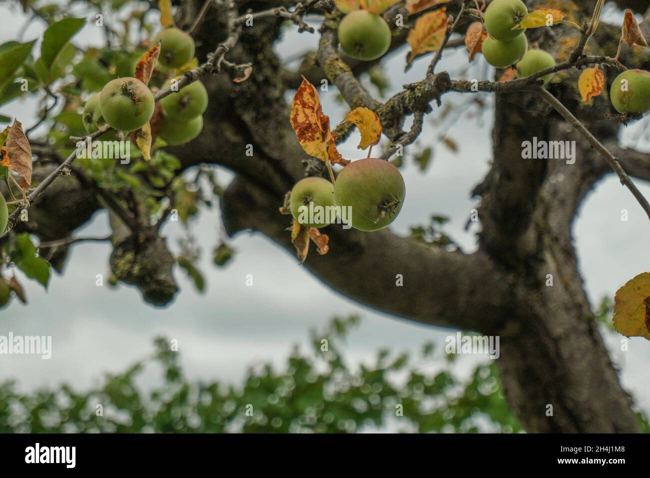 Grüne Äpfel schließen sich einem Baum im Garten an. Naturprodukt. Saftproduktion Stockfoto