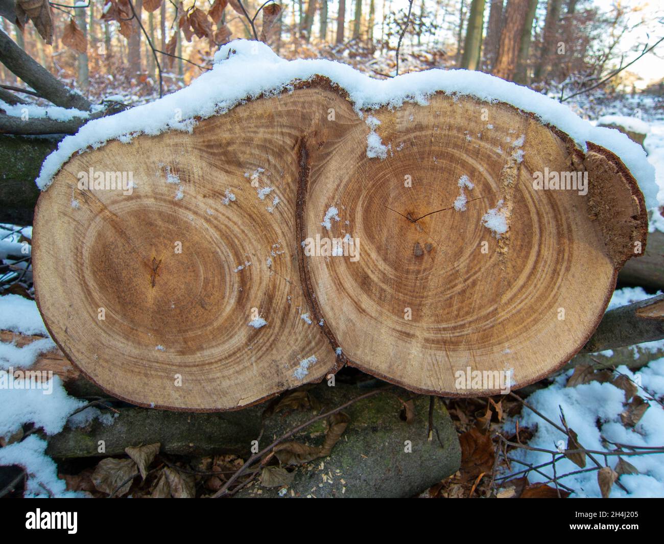 Zwei gefällte Buchenstämme, die zusammen mit Jahresringen im Schnee wachsen Stockfoto