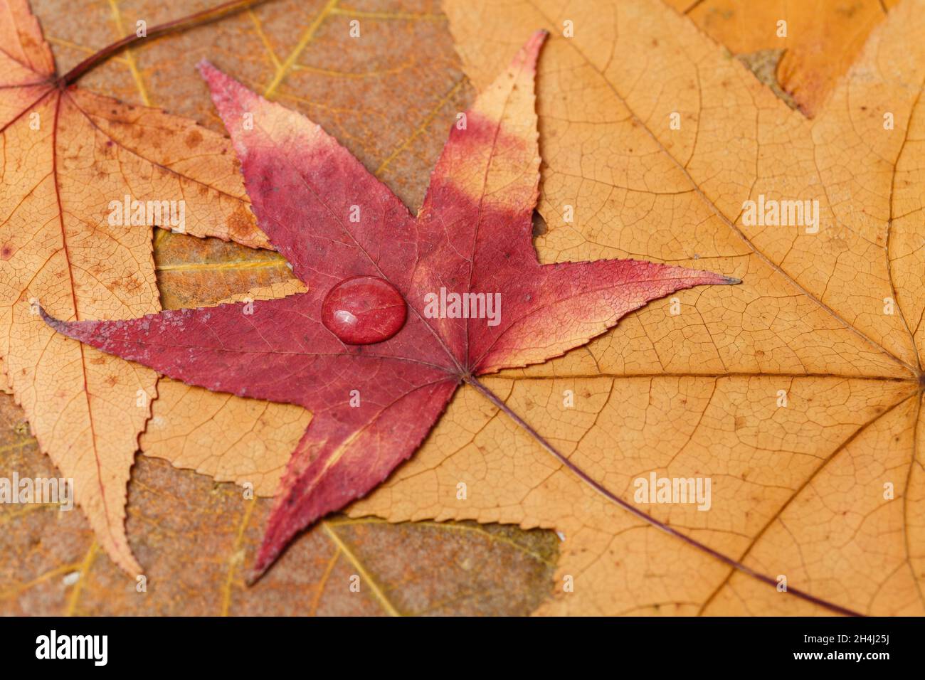 Bunte Herbstblätter mit Tau-Tropfen auf einem Blatt Stockfoto