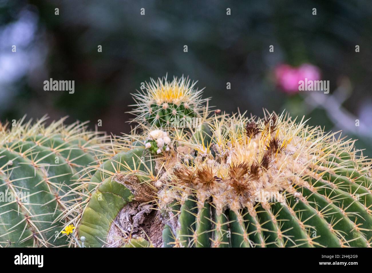 Grüne Kaktuspflanze umgeben von Pflanzen im botanischen Garten im Kibbuz ein Gedi in der Wüste Israels Stockfoto