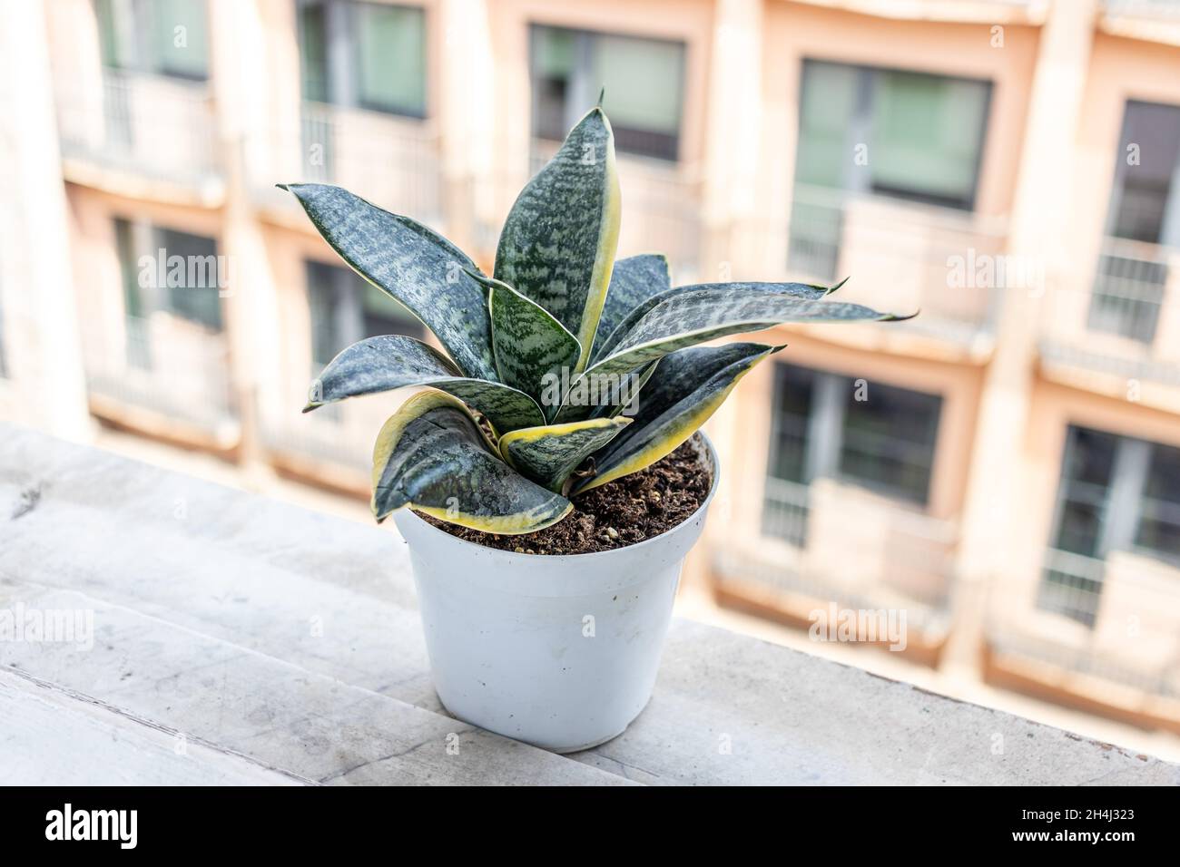 Sansevieria Kaktus Pflanze in einem Topf am Rand eines Fensters  Stockfotografie - Alamy