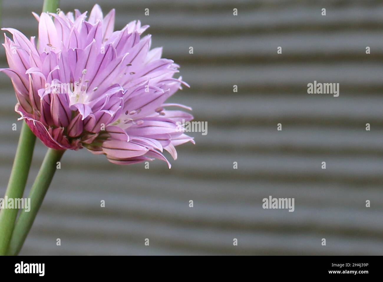 Rosa / lila Schnittrauchblüte vor einer grauen Hauswand in Düsseldorf, Deutschland. Stockfoto