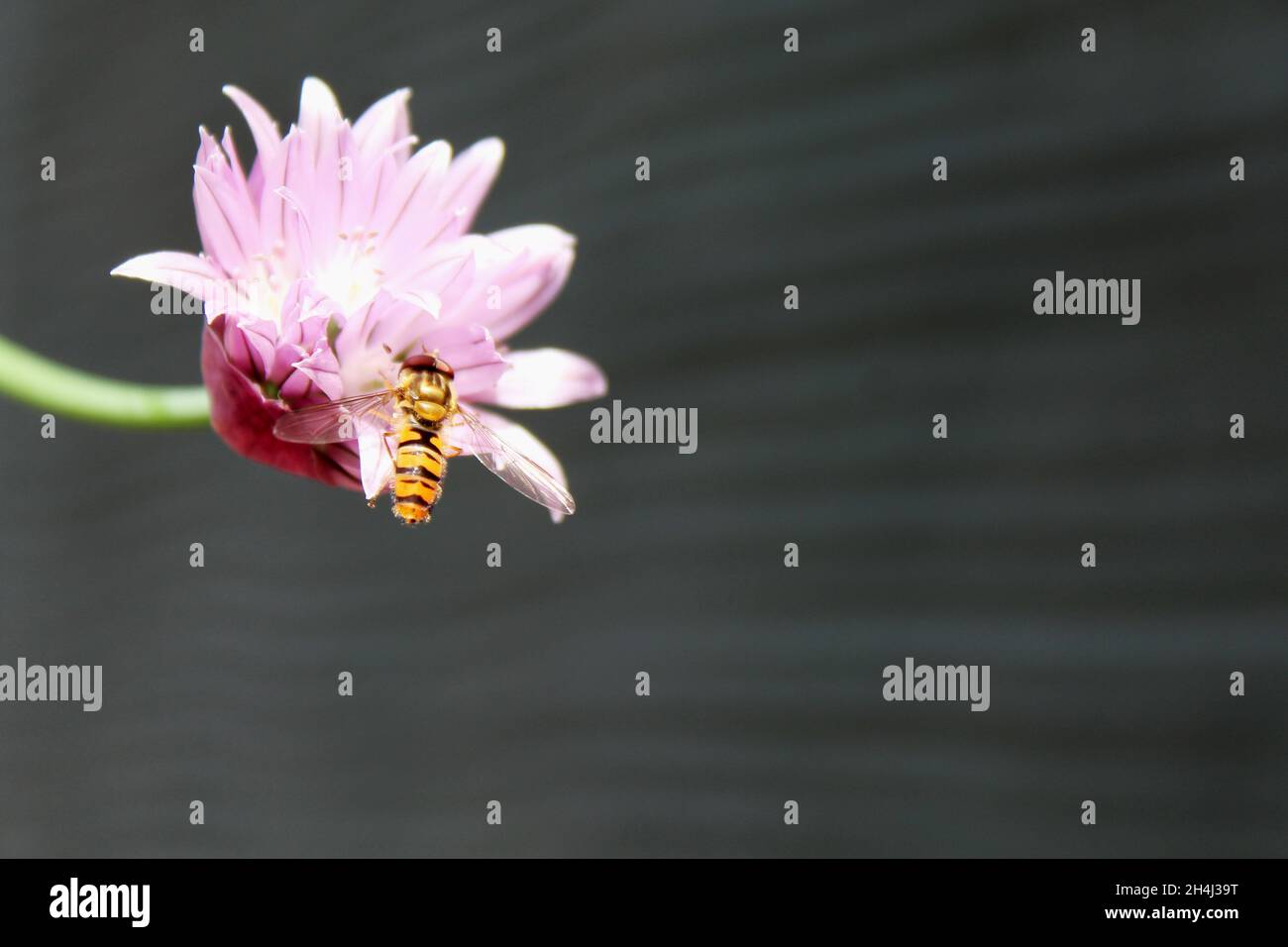 Rosa Schnittrauchblüte mit einem Fluginsekt vor einer grauen Hauswand in Düsseldorf, Deutschland. Stockfoto