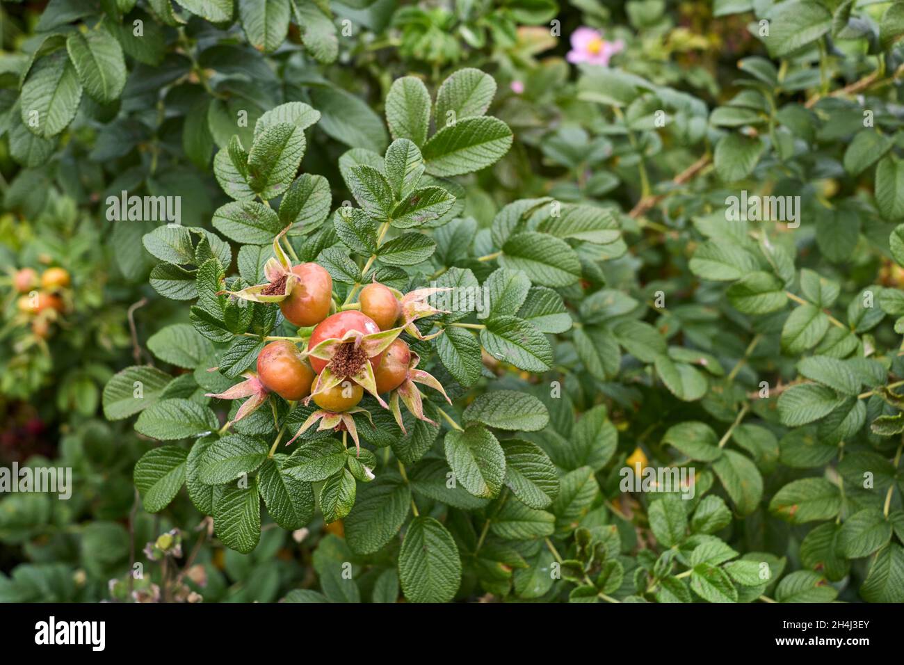 Rosa rugosa rot frische Hüften Stockfoto