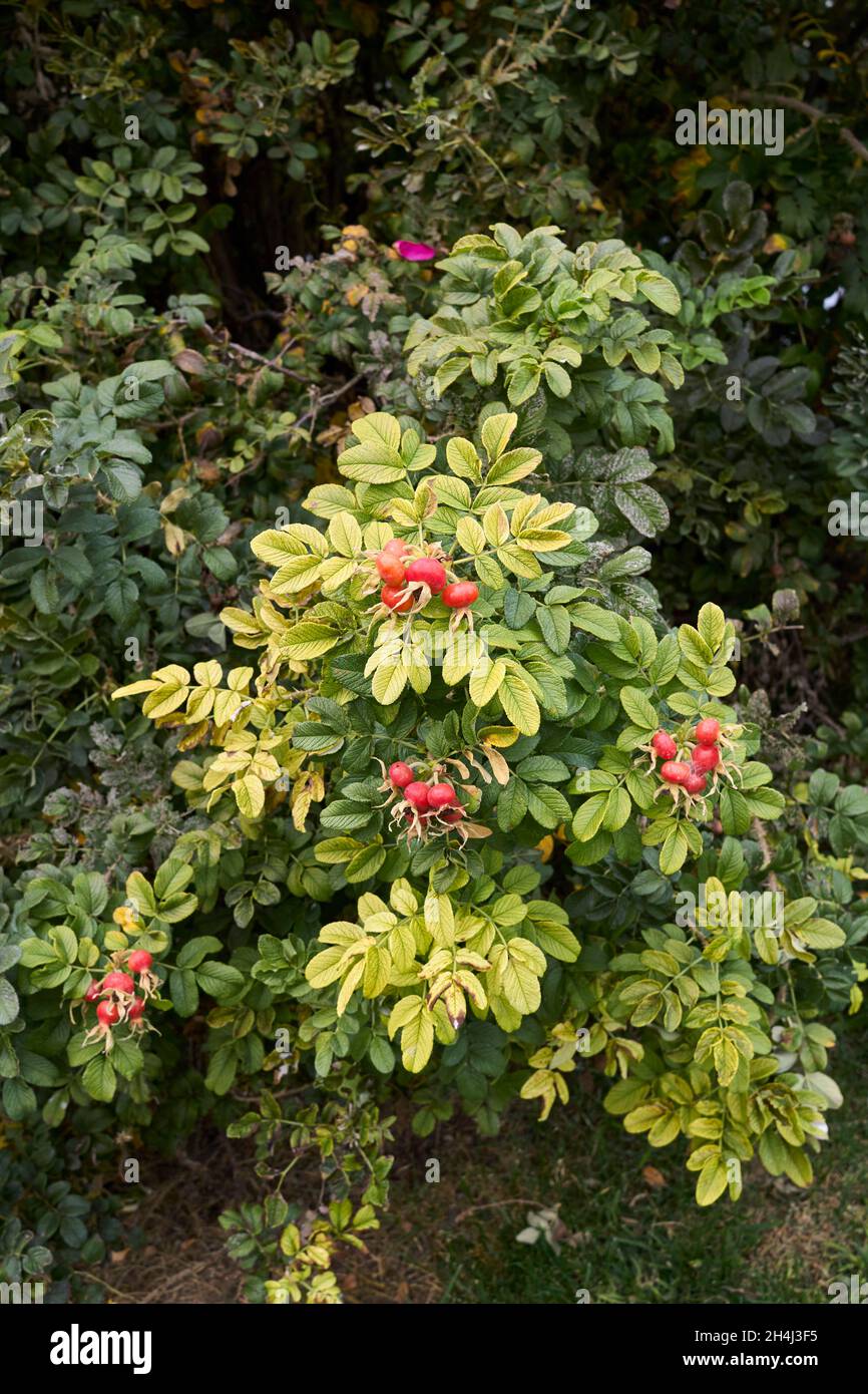 Rosa rugosa rot frische Hüften Stockfoto