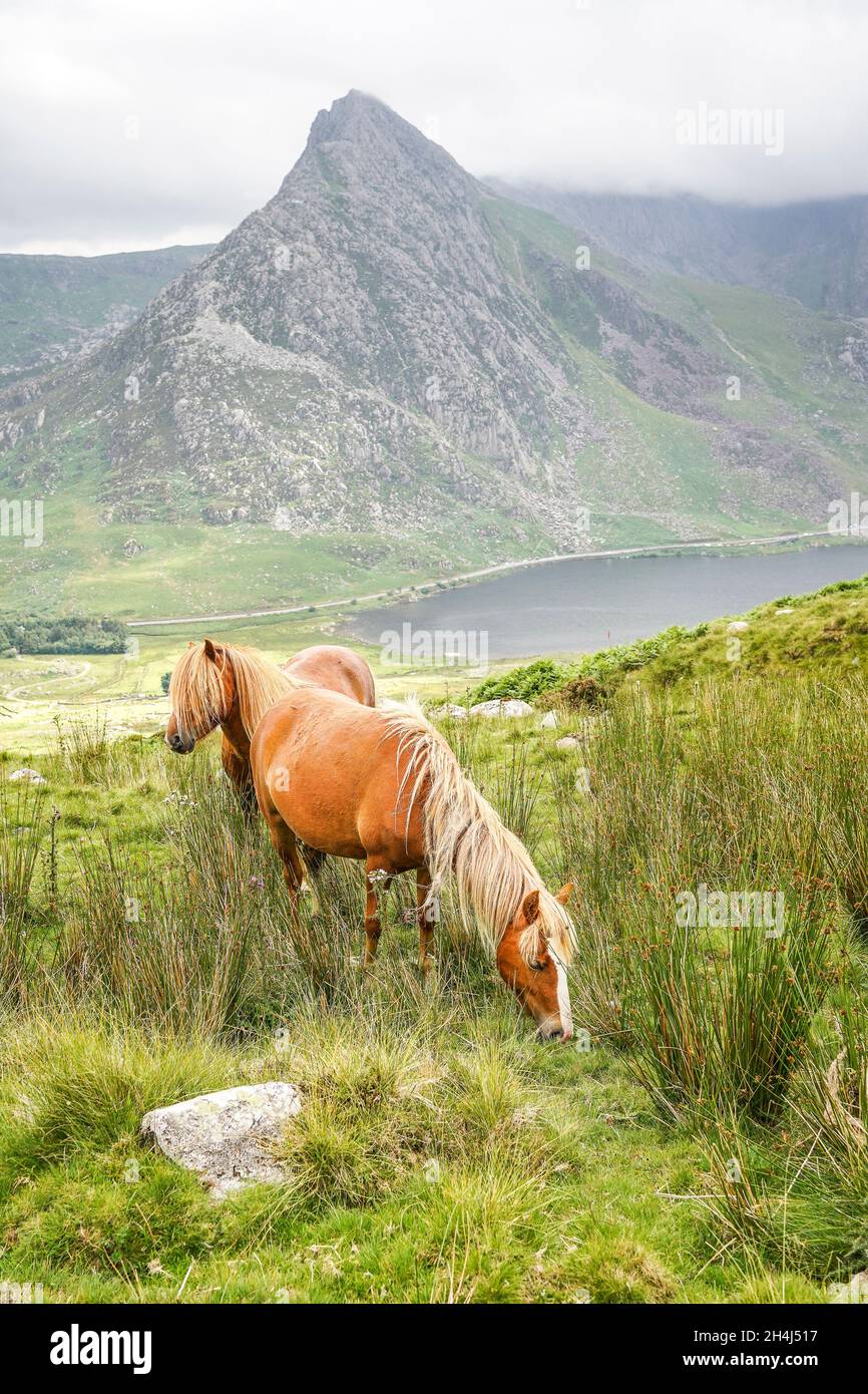Wildes Carneddau-Pony, das frei über felsiges Gelände in Snowdonia, Nordwales, Großbritannien, wandert. Stockfoto