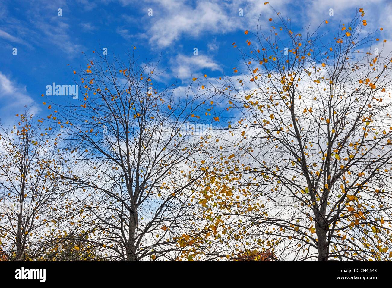 HERBSTBÄUME VOR EINEM BLAUEN WINTERHIMMEL EIN PAAR GOLDENE BLÄTTER BLEIBEN AUF DEN BÄUMEN Stockfoto