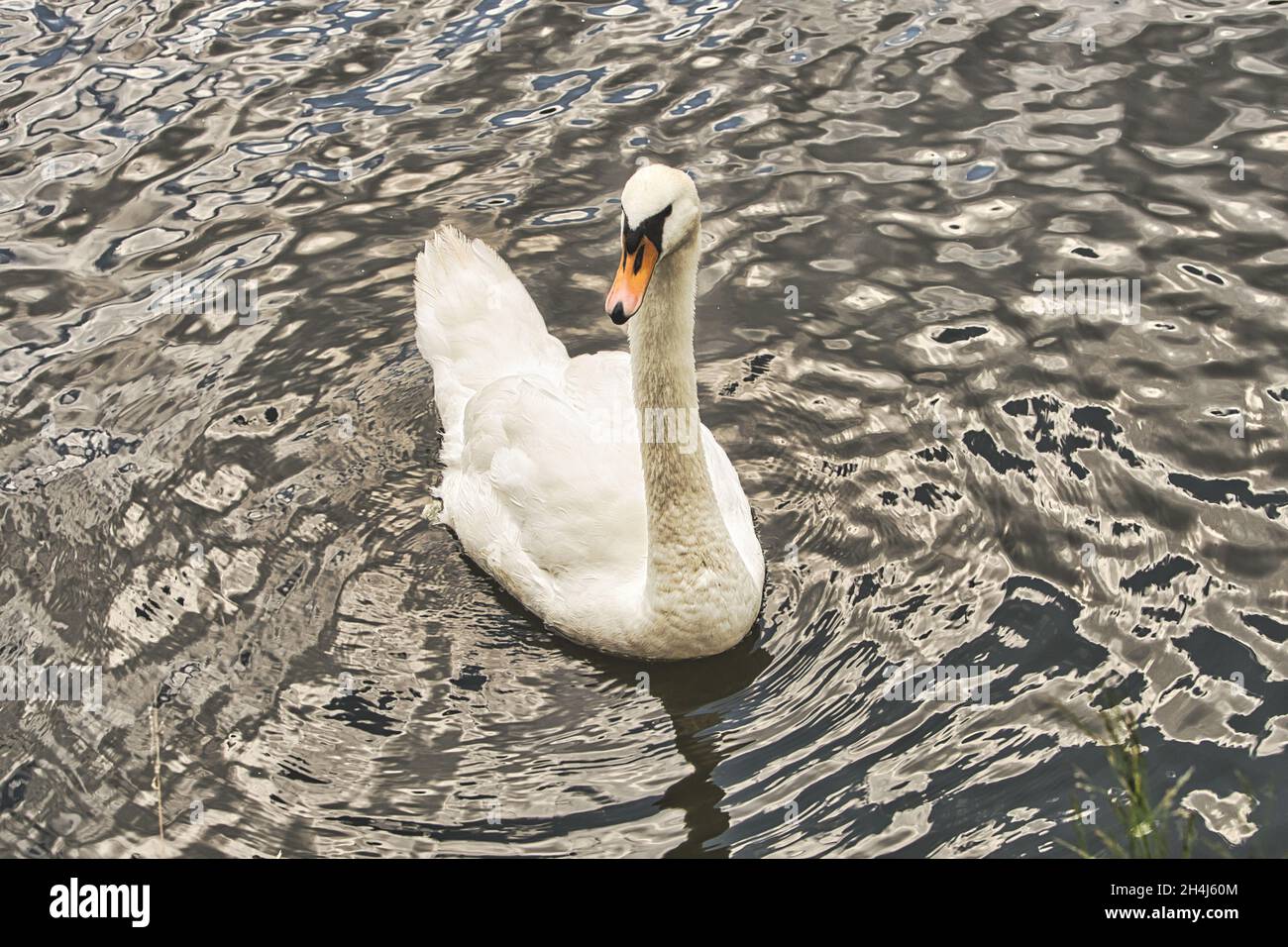 schwan im Fluss mit Blickkontakt zum Betrachter. Blickfang mit der Größe des Wasservogels. Stockfoto