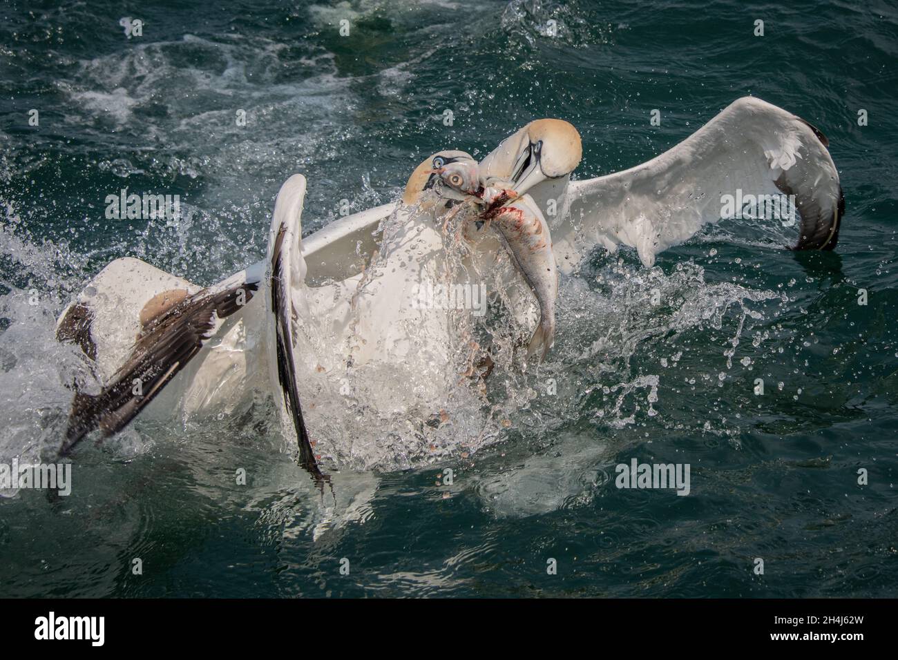 Zwei Nordtölpel, Morus bassanus, kämpfen im Meer um einen Fisch Stockfoto