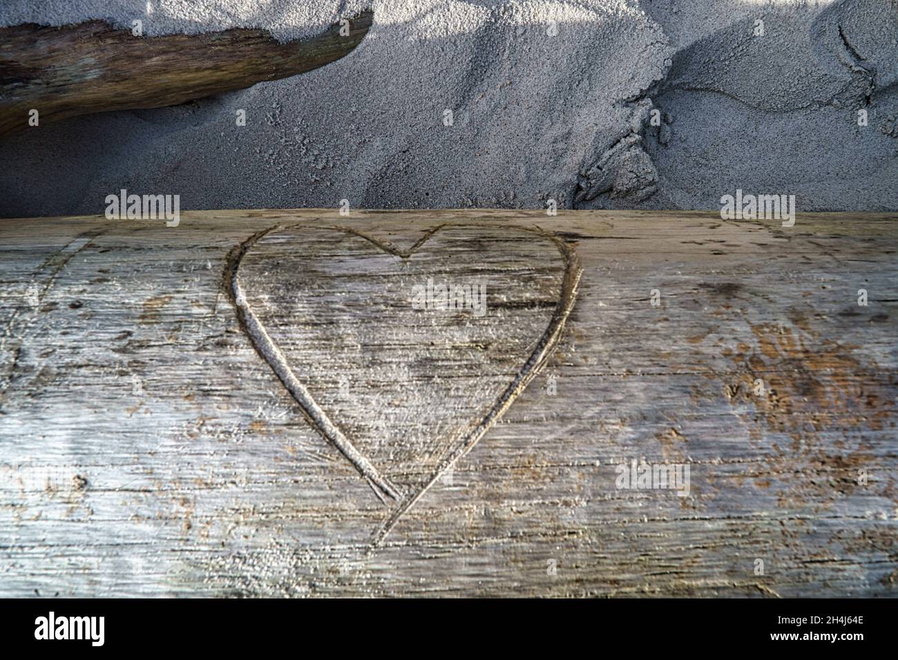 Herz in einen Baumstamm geschnitzt. Beweis der Liebe für Verliebte. Das Symbol der Liebe für die Ewigkeit. Stockfoto