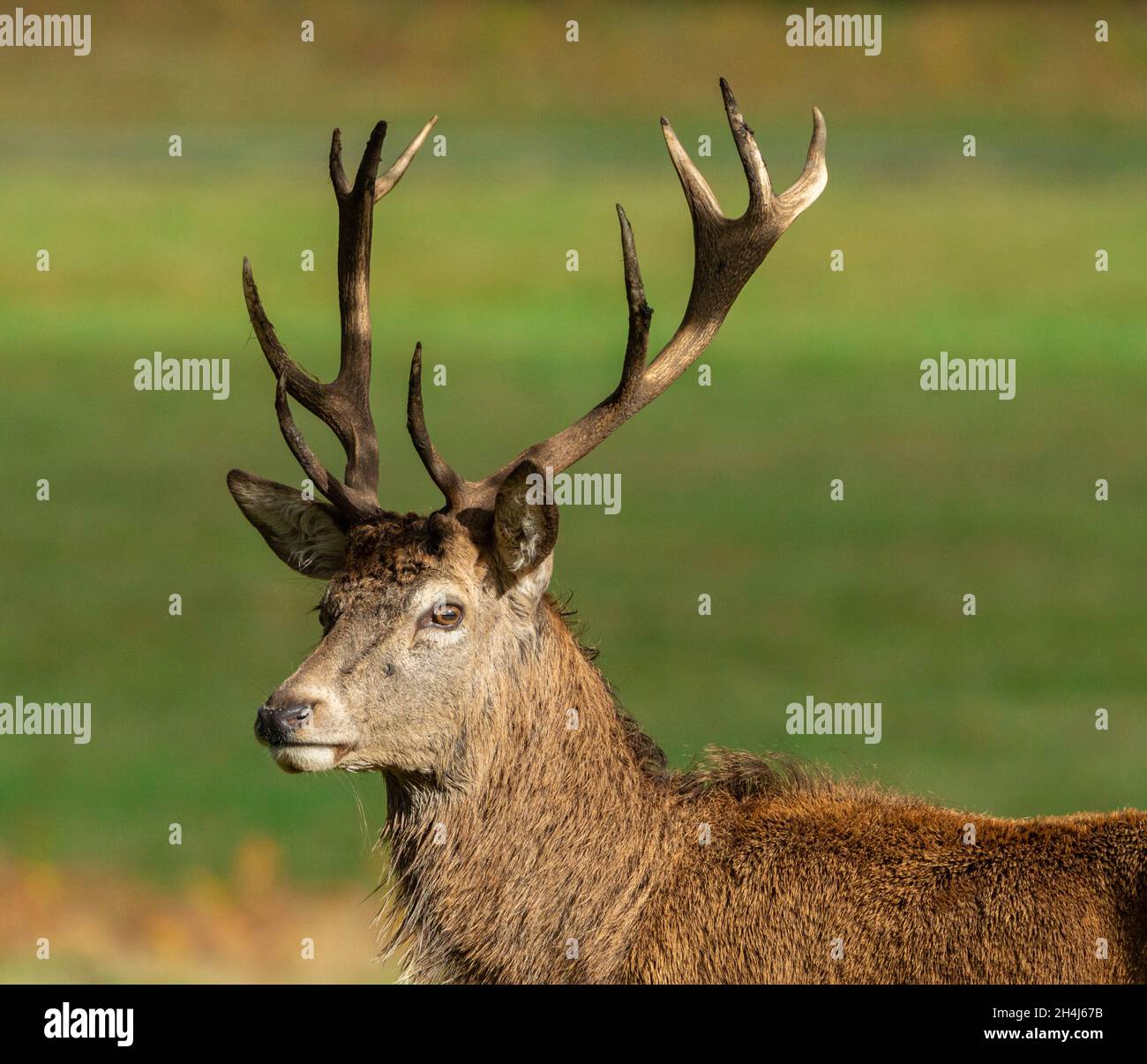 Red Deer Stockfoto