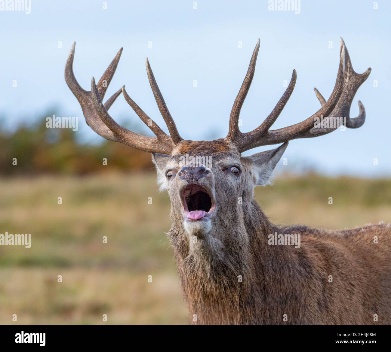 Red Deer Stockfoto