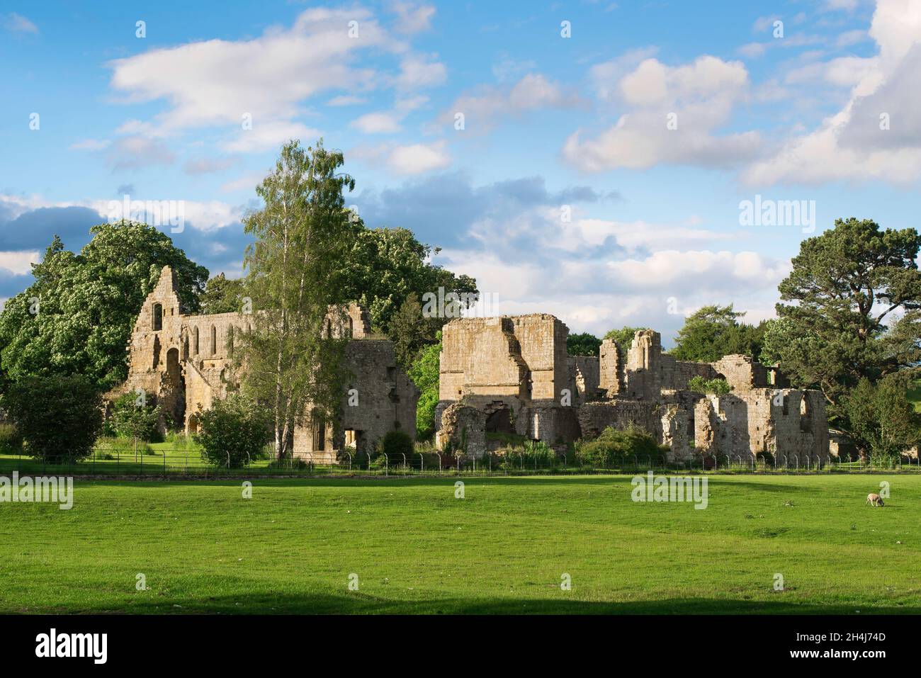 Jervaulx Abbey Yorkshire, Blick im Sommer auf die stimmungsvollen Ruinen der Jervaulx Abbey, einem Zisterzienserkloster aus dem 12th. Jahrhundert, Yorkshire, Großbritannien Stockfoto