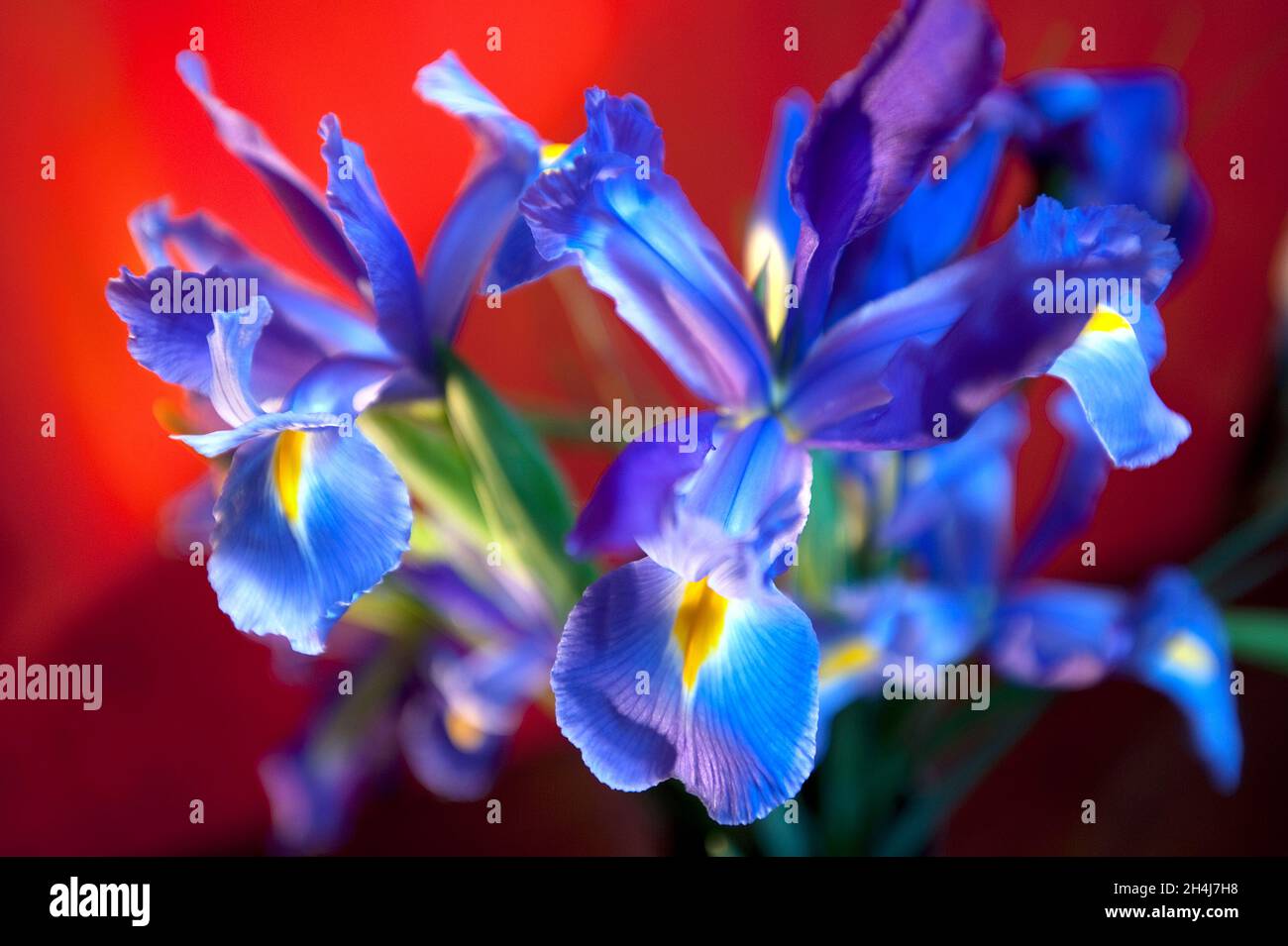 Lila blaue Iris Anordnung auf rotem Hintergrund Stockfoto