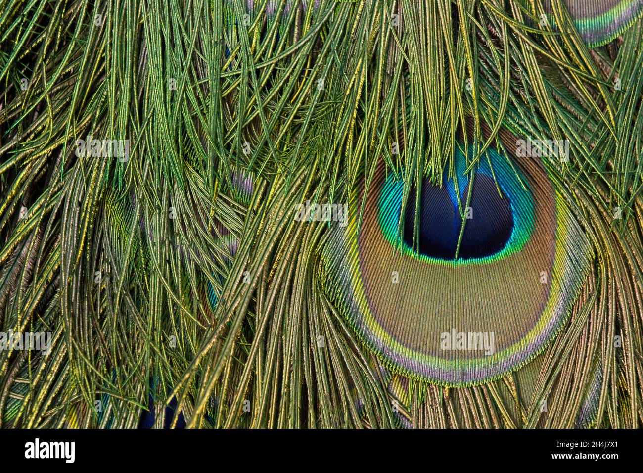 Detailfoto des Auges in einer Pfauenfeder Stockfoto