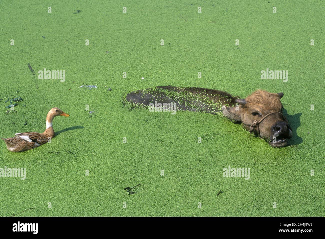 Yiwu, Provinz Zhejiang, China, 2001, 2000er Jahre. Ein Wasserbüffel schwimmt durch Enten, die von einer Ente beobachtet werden, die gekommen ist, um zu sehen, was vor sich geht. Traditionelle Landwirtschaft findet in dieser wohlhabenden Provinz HOMER SYKES statt Stockfoto