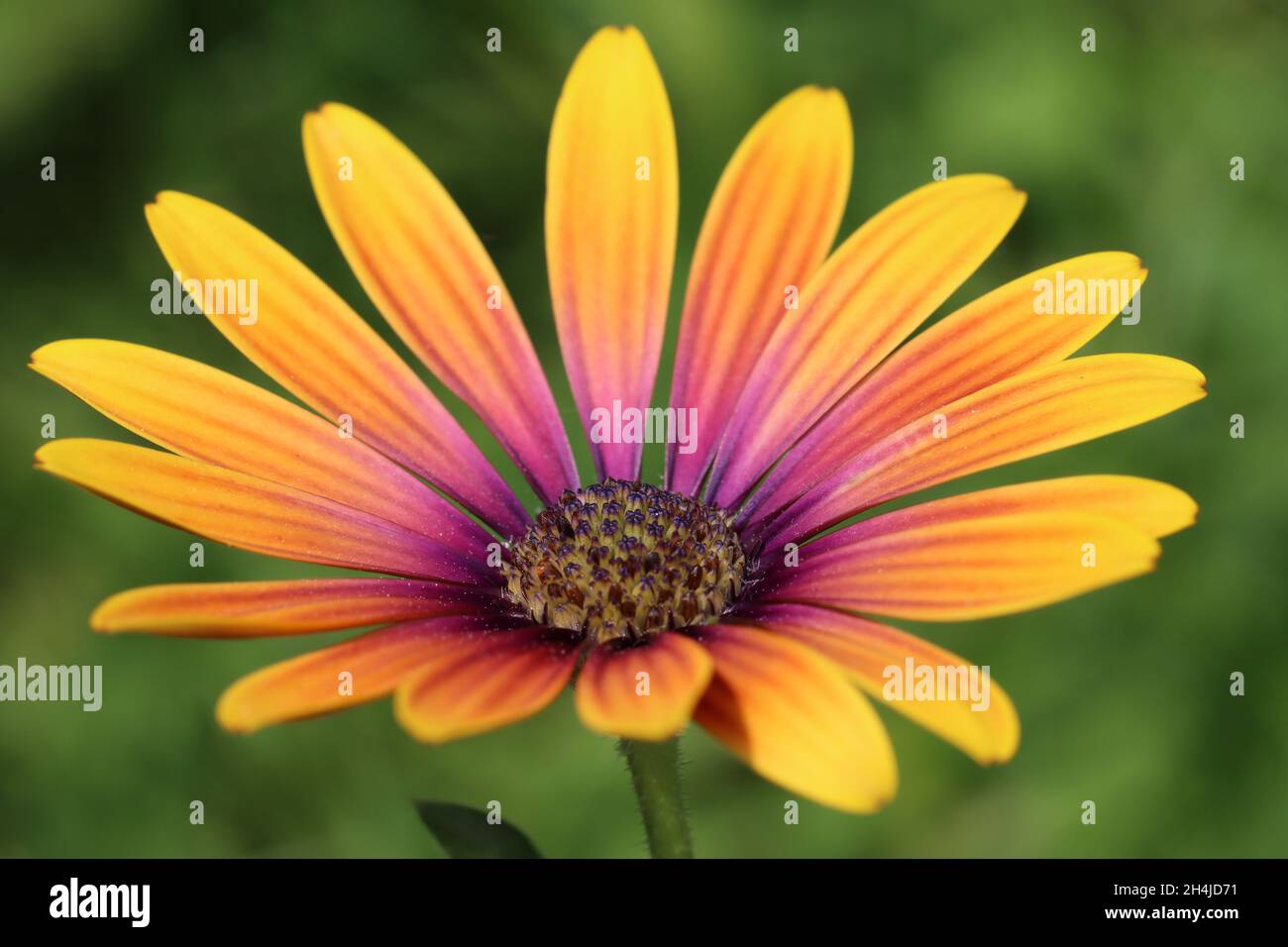 Nahaufnahme einer frischen Blume von osteospermum ecklonis vor einem grünen verschwommenen Hintergrund Stockfoto