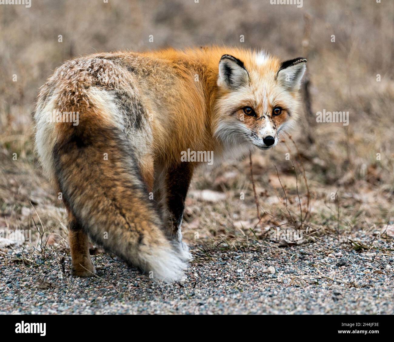 rotfuchs-buschiger-schwanz-bild-fotos-und-bildmaterial-in-hoher