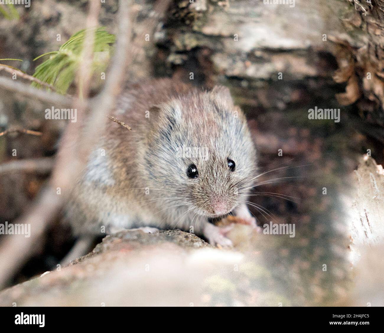 Nahaufnahme der Maus im Wald, beim Fressen und Betrachen der Kamera in ihrer Umgebung und ihrem Lebensraum mit unscharfem Hintergrund. Mäuse Stockfoto Stockfoto