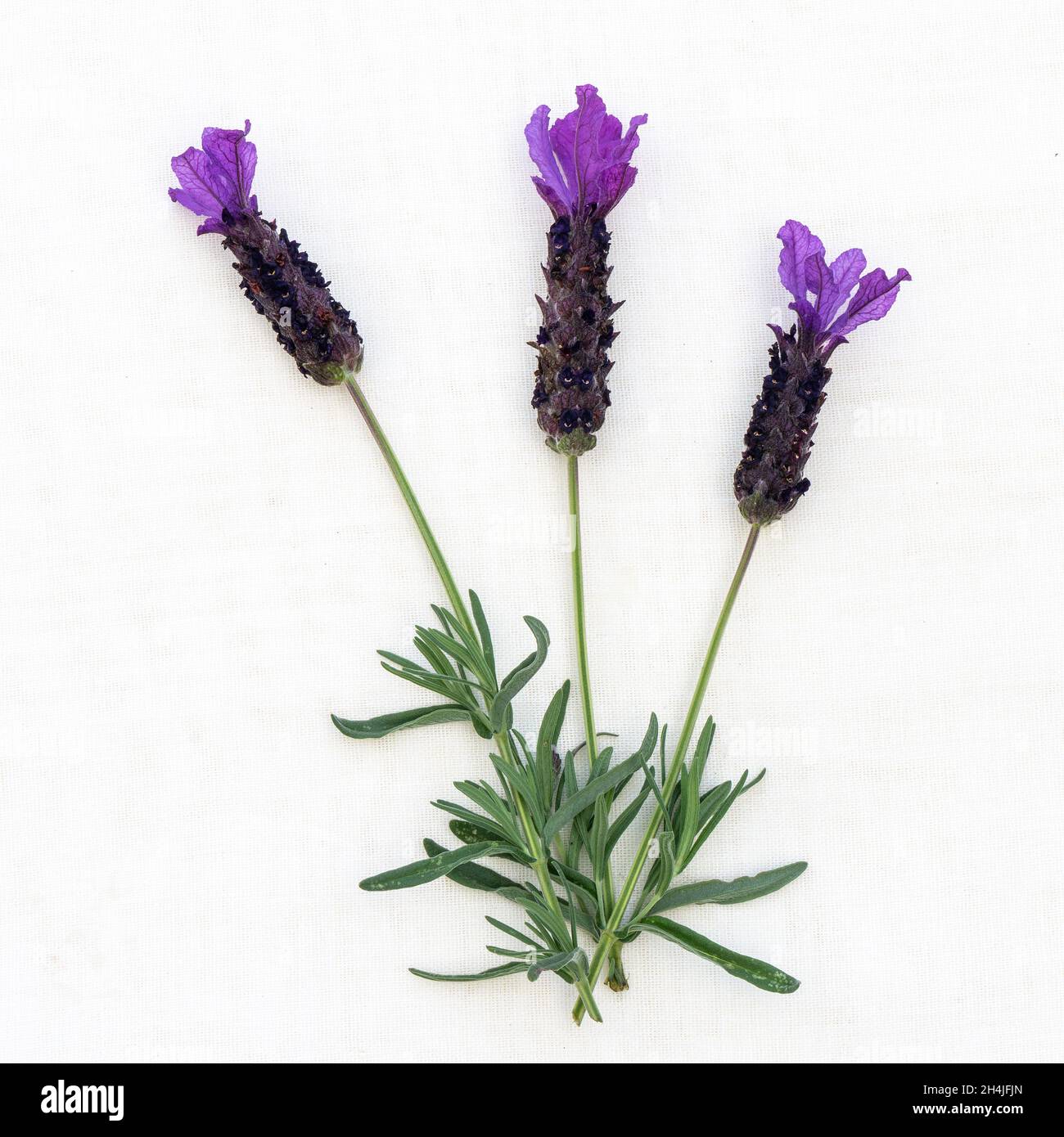 Trio aus Lavendelblüten Stockfoto