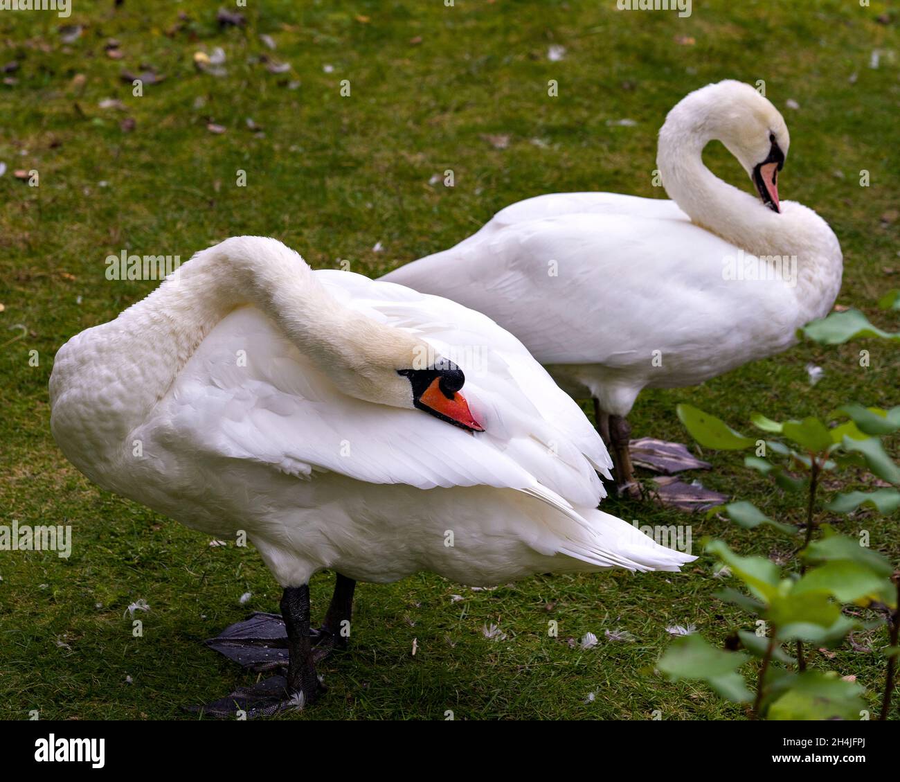 Das mute Schwanenpaar auf dem Feld zeigt weißes Engelsgefieder in ihrer Umgebung und Umgebung. Bild. Hochformat. Foto. Bild. Schwan. Stockfoto