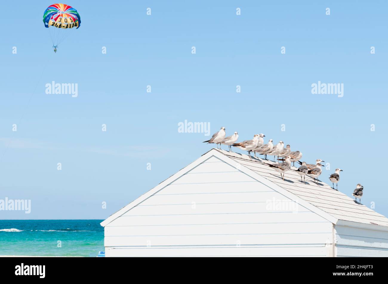 Möwen ruhen auf dem Holzdach einer Strandhütte in Miami Beach. Im Hintergrund ein Parasailing, das über das Meer fliegt Stockfoto