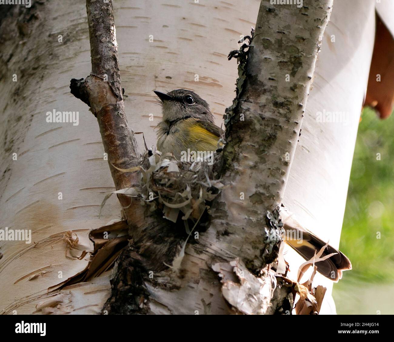Waldsänger, der in seiner Umgebung und seinem Lebensraum ein Nest auf einem Birkenstamm baut. Foto Des Waldsängers. Bild. Bild. Hochformat. Stockfoto