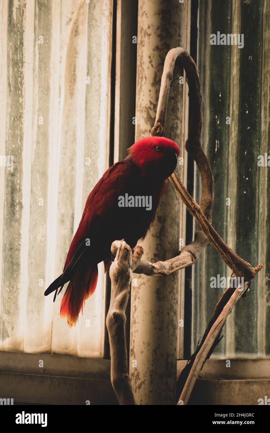 Eclectus Parrot (Eclectus roratus) Stockfoto