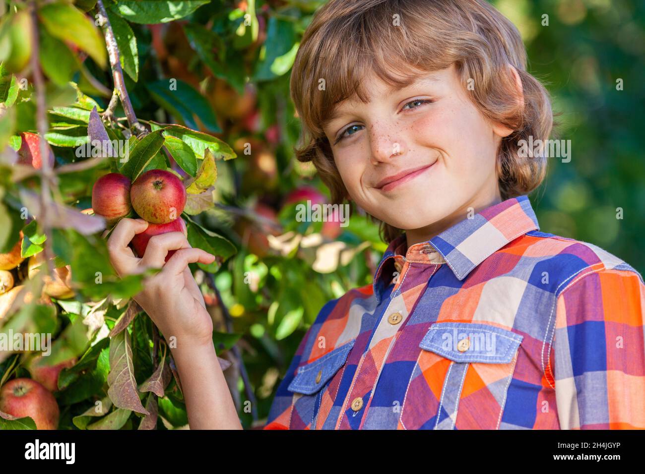 Outdoor-Porträt eines glücklichen jungen männlichen Kindes pflücken einen Bio-roten Apfel von einem Baum in einem Obstgarten und lächeln mit perfekten Zähnen Stockfoto