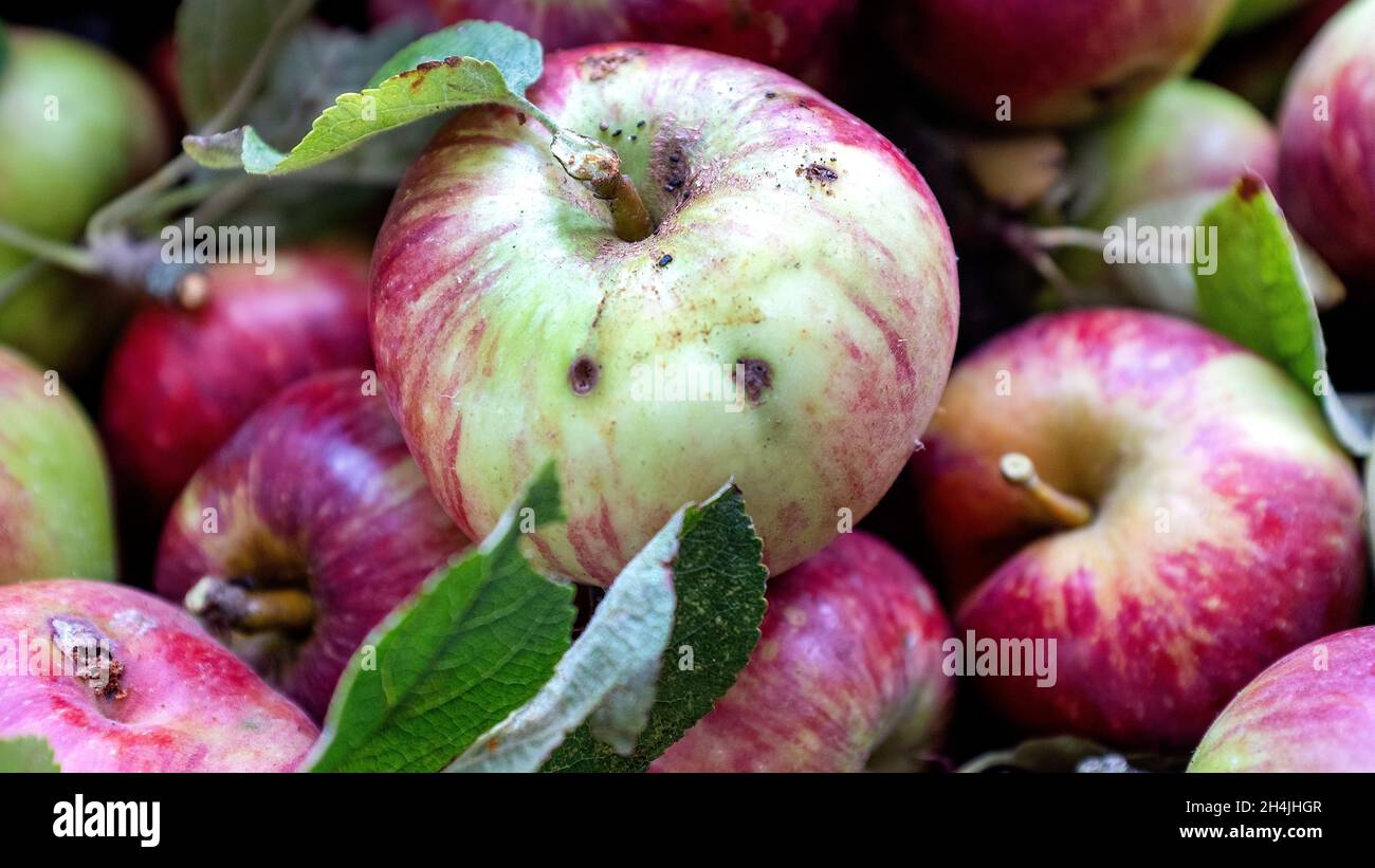 Frisch gepflückte Äpfel. Stockfoto