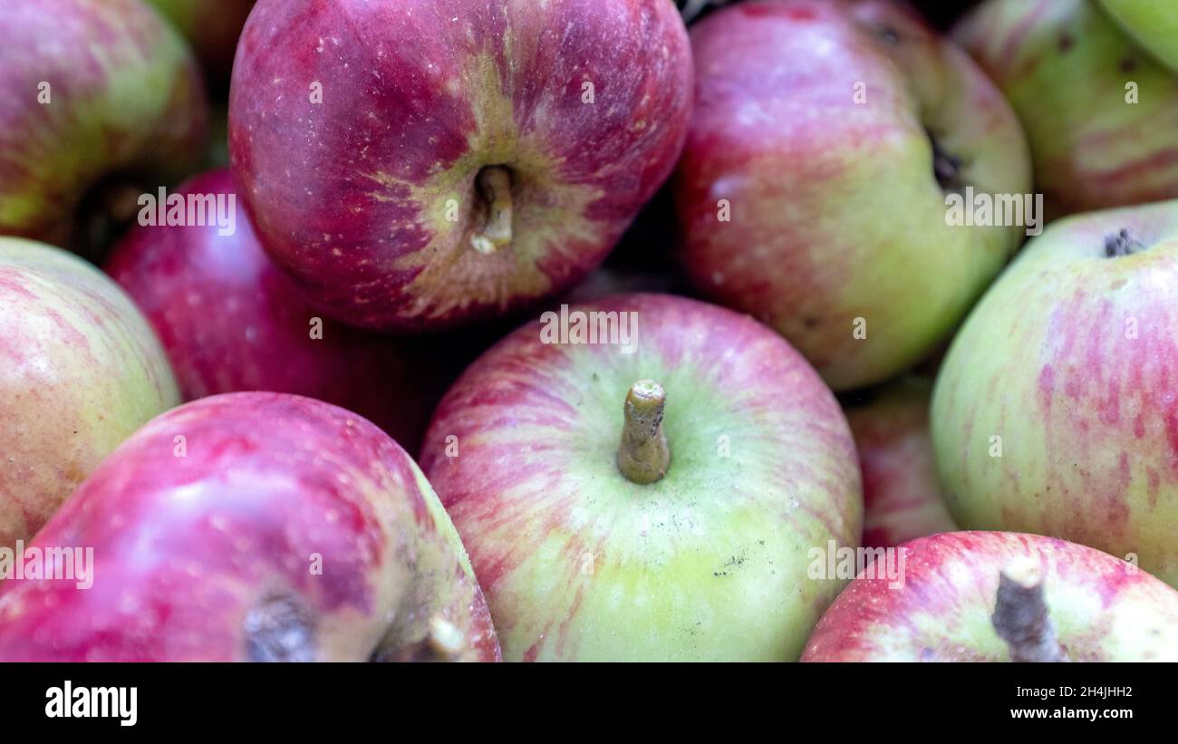 Frisch gepflückte Äpfel. Stockfoto
