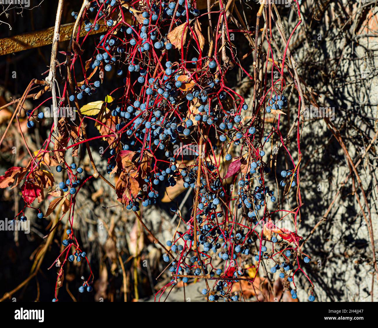 Reife Trauben von Beeren und rote Blätter von wilden Trauben. Herbstblätter von wilden Trauben mit verschwommenem Hintergrund. Selektiver Fokus. Stockfoto