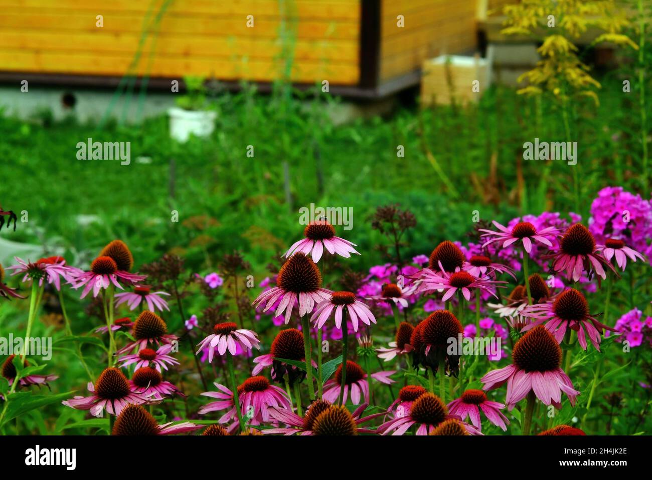 Hummeln sammeln Pollen auf Blumen im Garten, im Sommer Stockfoto