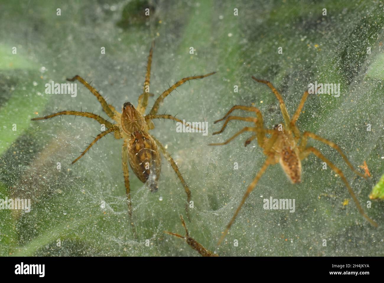 Nahaufnahme der Spinne auf ihrem feuchten Netz. Stockfoto