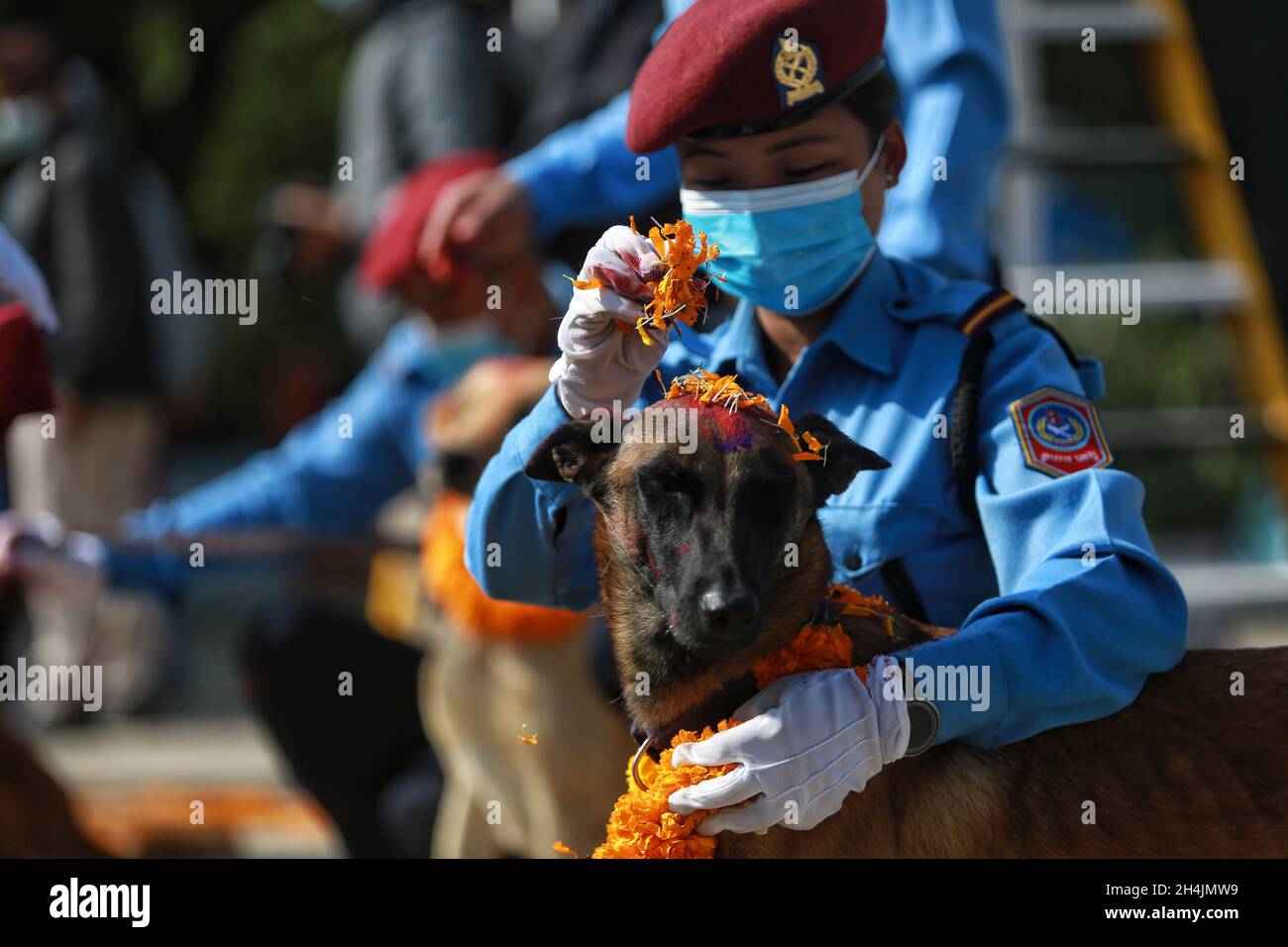 Kathmandu. November 2021. Ein Hund wird am 3. November 2021 während des Hindu-Kukur-Tihar-Festivals im nepalesischen Polizeihundentrainingszentrum in Kathmandu, Nepal, verehrt. Kukur Tihar wird durch Verehrung und Dank an Hunde für ihre Treue und Dienste gefeiert. Quelle: Sulav Shrestha/Xinhua/Alamy Live News Stockfoto