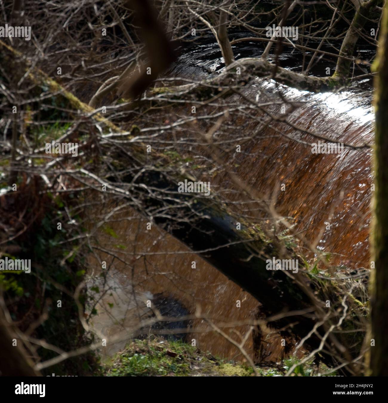 Stream and Waterfall, Lochwinnoch, Renfrewshire, Schottland, Großbritannien. Viel Regen an diesem bitterlichen Tag hat dazu geführt, dass dieser Strom anschwellen und viel mehr Wasser da ist Stockfoto