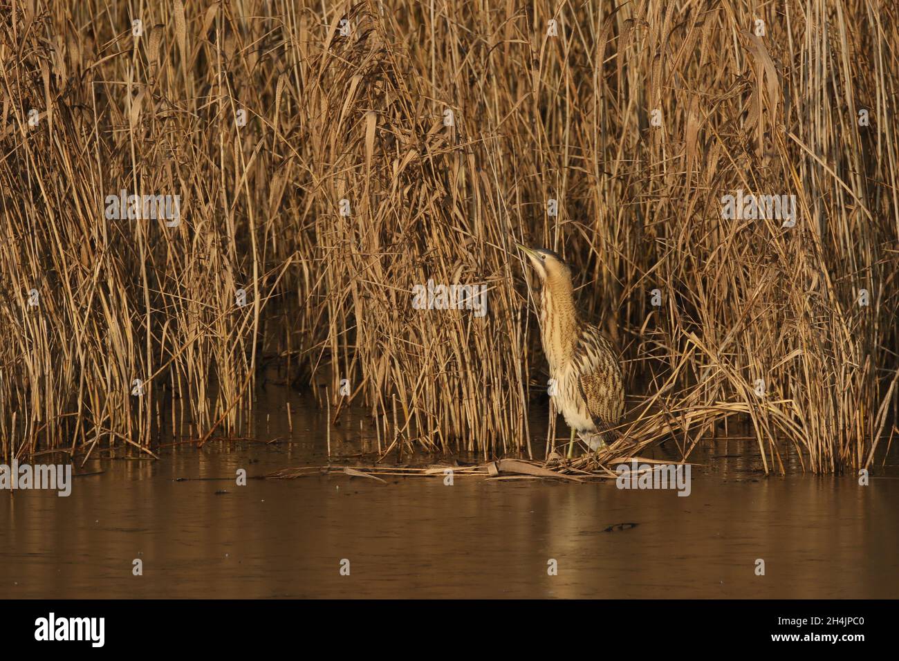 Ein geheimnisvoller, skulkender Vogel aus Rückbetten. Stockfoto