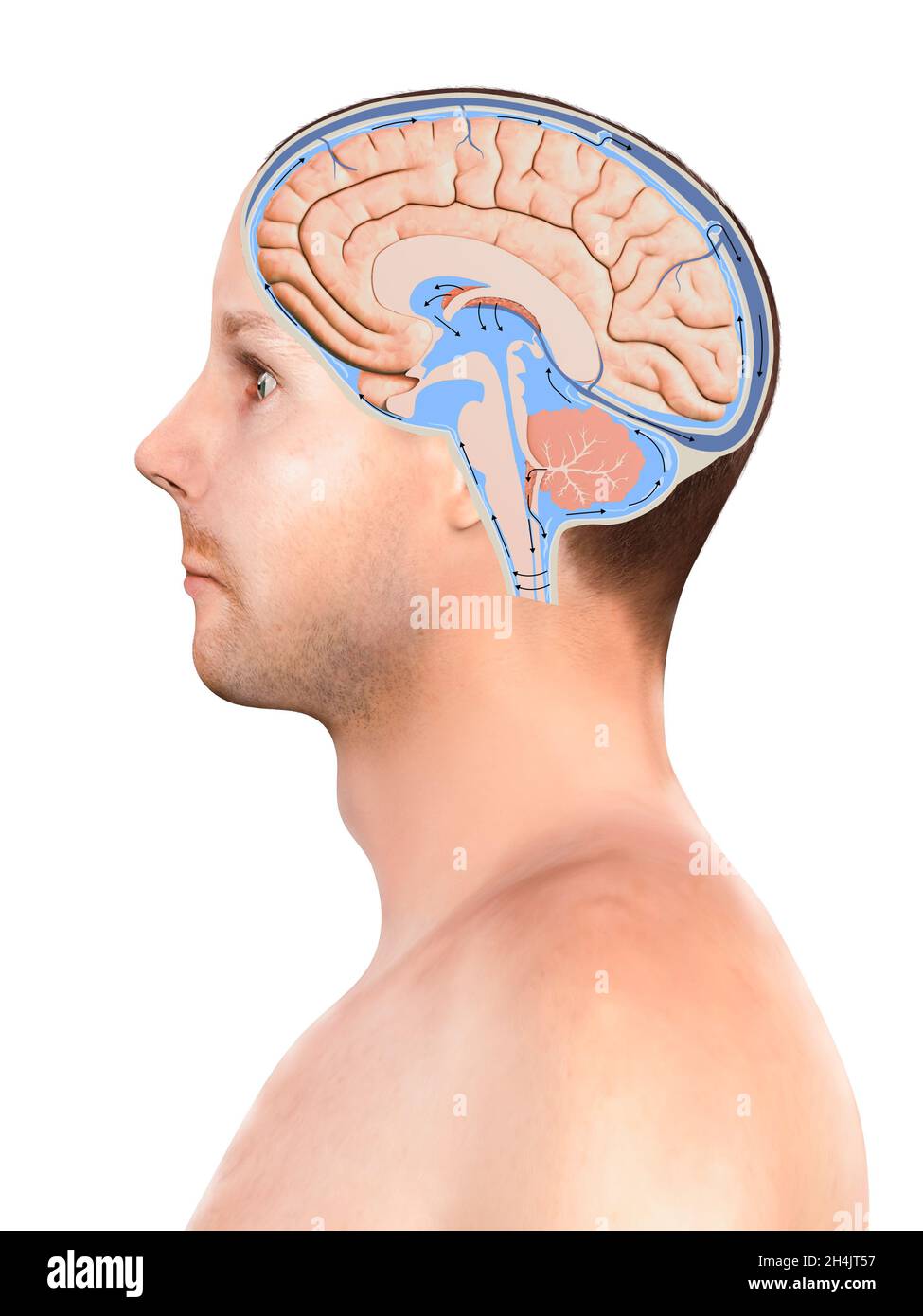 Diagramm zur Darstellung von Liquor Liquor im zentralen Nervensystem des Gehirns. Gehirnstruktur, 2d-Grafik, Illustration, 3d-Rendering Stockfoto