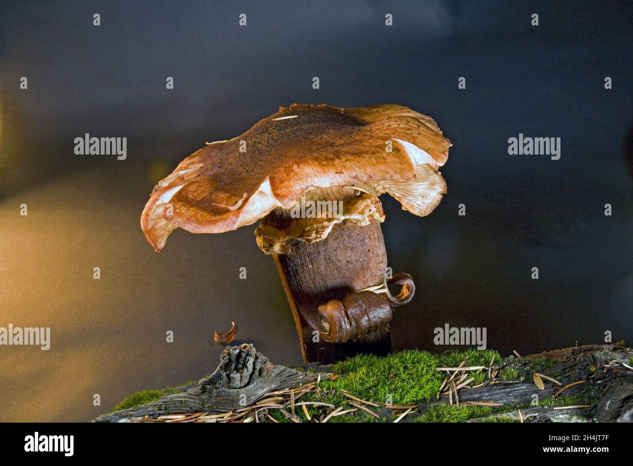 Ein sehr alter Pilz, wahrscheinlich ein Honigpilz, der Ende Oktober in den Cascade Mountains im Zentrum von Oregon wächst. Stockfoto