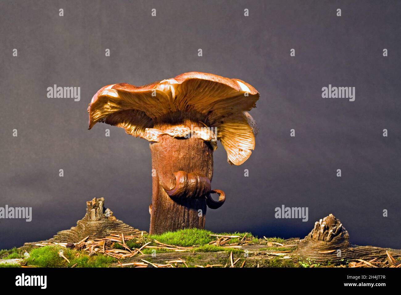 Ein alter, sehr großer Pilz, der vom Waldboden in den Cascade Mountains in Zentral-Oregon wächst. Stockfoto