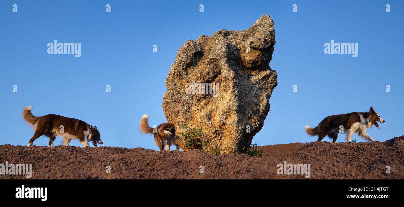 Frankreich, Puy de Dome, Saint Genes Champanelle, Chaine des Puys, regionaler Naturpark der Vulkane der Auvergne, Gipfel des Puy de la Vache Stockfoto