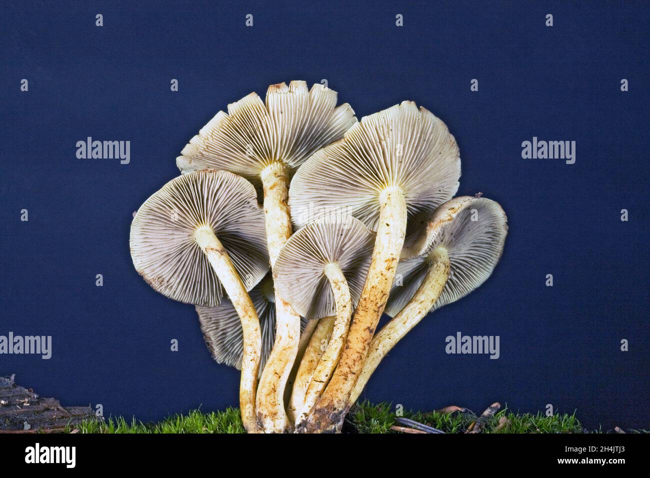 Armillaria solidipes (Armillaria ostoyae) oder Honigpilze, die in einem Wald in den Cascade Mountains im Zentrum von Oregon, in der Nähe des Cultus Lake, wachsen. Stockfoto