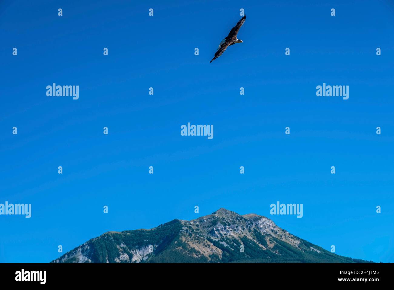 Frankreich, Hautes-Alpes, Embrun, See von Serre-Pon?on, Dörfer von Sauze-du-Lac, Serre-Pon?auf Tierpark, Flugvogelschau, Weißkopfseeadler Stockfoto