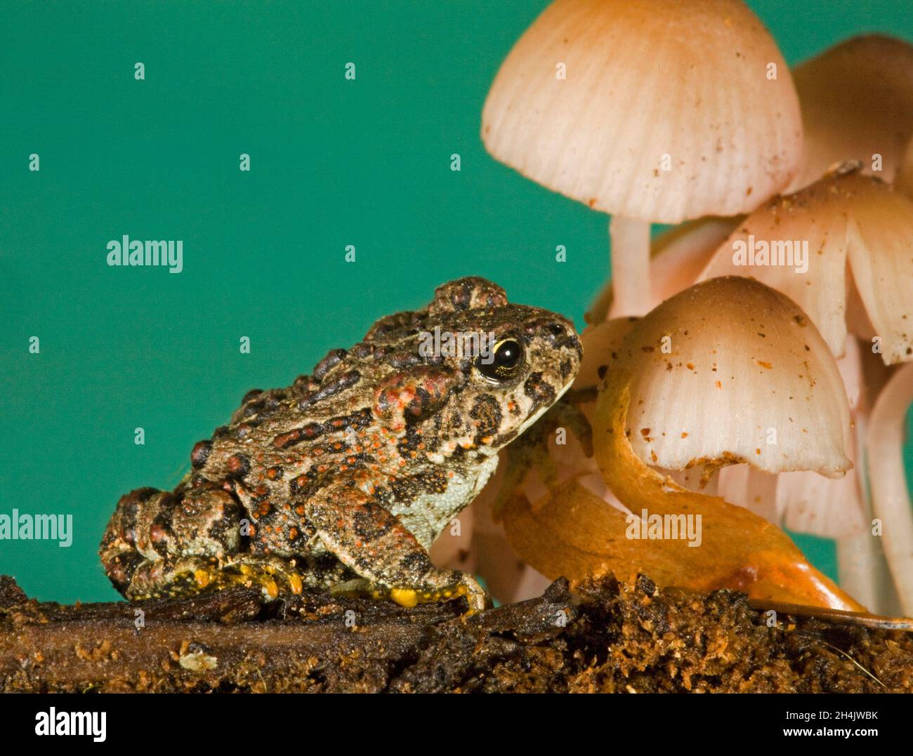 Eine kleine westliche Kröte (Anaxyrus boreas) mit roten Flecken und gelben Zehen in den Cascade Mountains im Zentrum von Oregon. Stockfoto