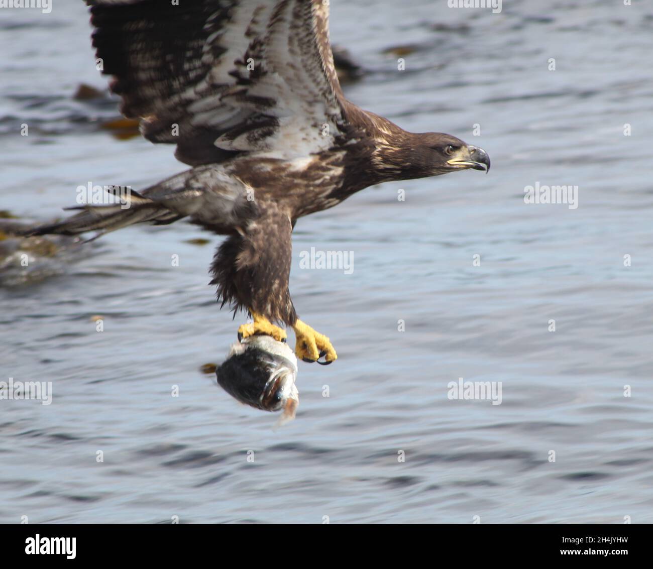 Eagle in Gaspe, Quebec. Stockfoto