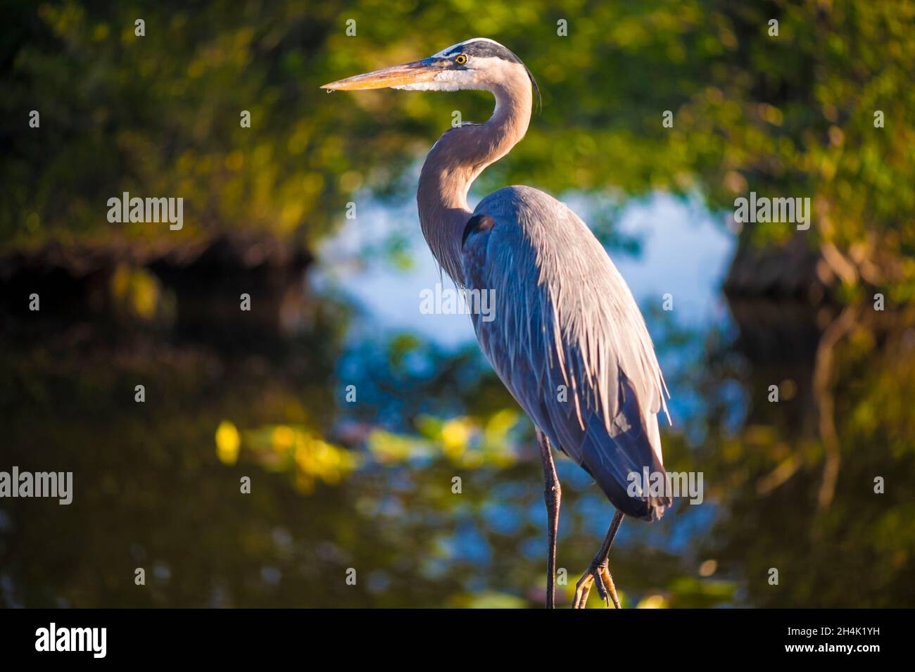 USA, Florida, Everglades National Park, UNESCO-Weltkulturerbe, Biosphärenreservat, Feuchtgebiet von internationaler Bedeutung (Ramsar), Blaureiher (Ardea herodias) Stockfoto